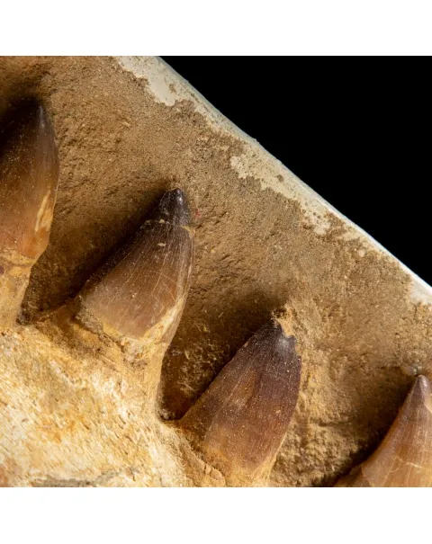 Mascella Mosasaurus