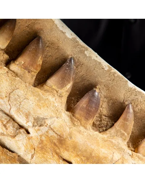Mascella Mosasaurus