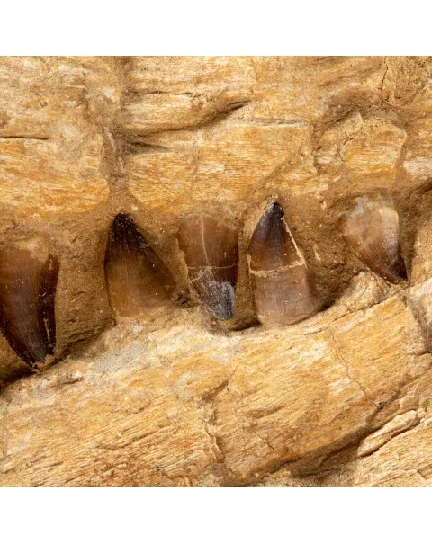 Mascella Mosasaurus