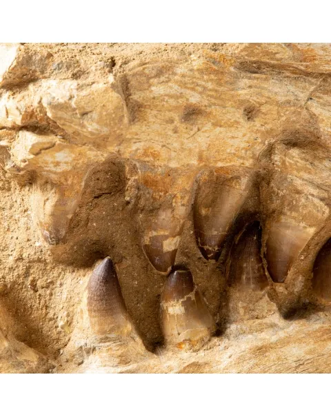 Mascella Mosasaurus