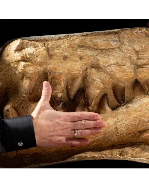 Mascella Mosasaurus