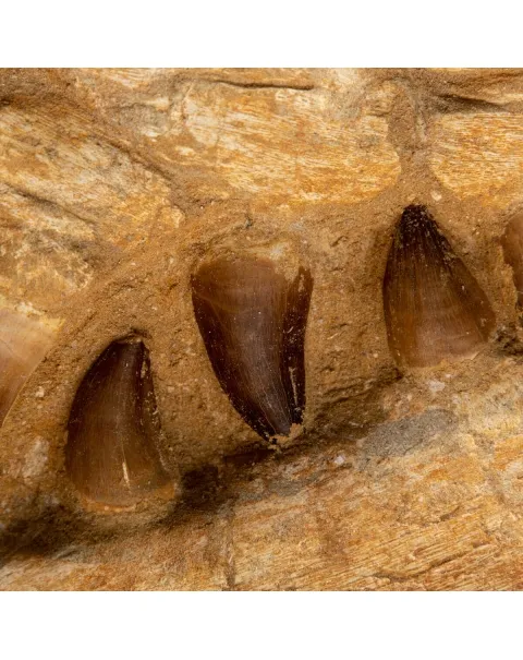 Mascella Mosasaurus