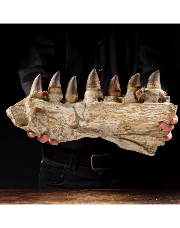 Mascella Mosasaurus