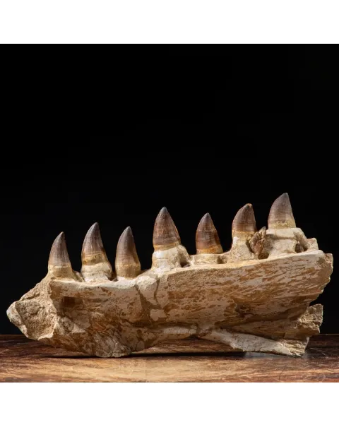 Mascella Mosasaurus