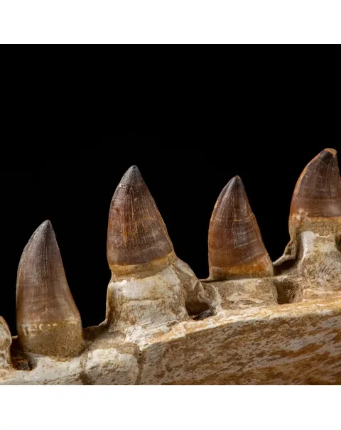 Mascella Mosasaurus