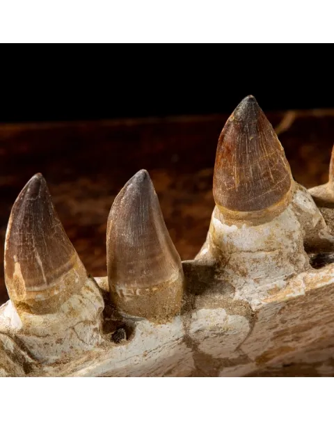 Mascella Mosasaurus