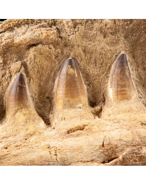Mascella Mosasaurus