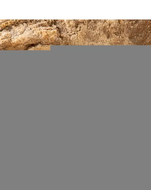 Mascella Mosasaurus