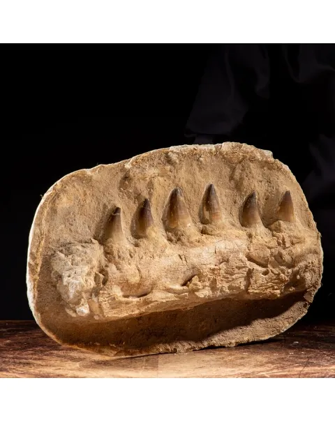 Mascella Mosasaurus