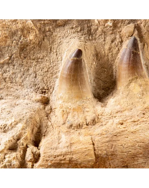 Mascella Mosasaurus