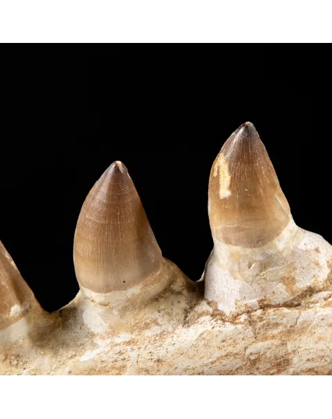Mascella Mosasaurus