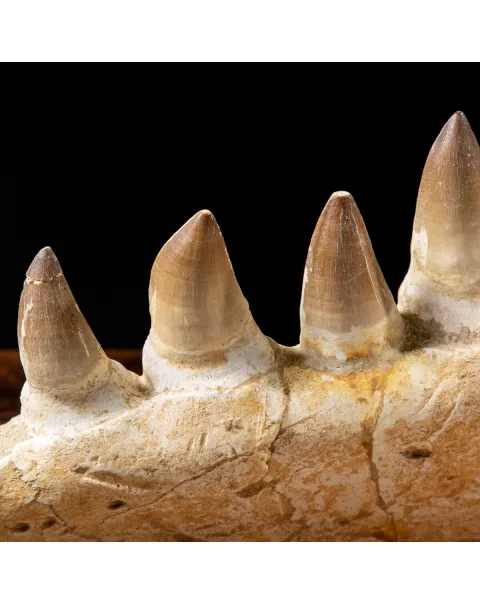 Mascella Mosasaurus