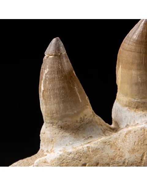 Mascella Mosasaurus