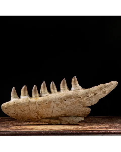 Mascella Mosasaurus