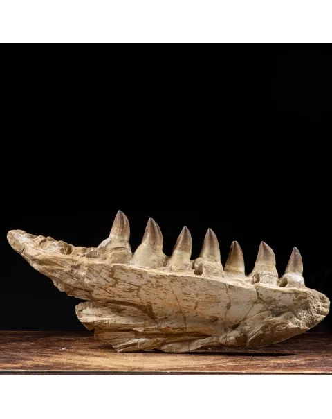 Mascella Mosasaurus