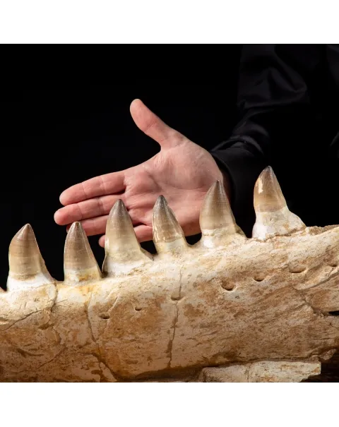 Mascella Mosasaurus