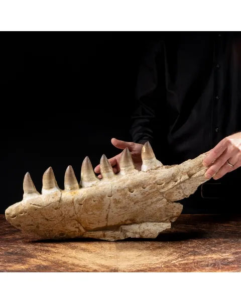 Mascella Mosasaurus