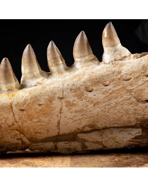 Mascella Mosasaurus