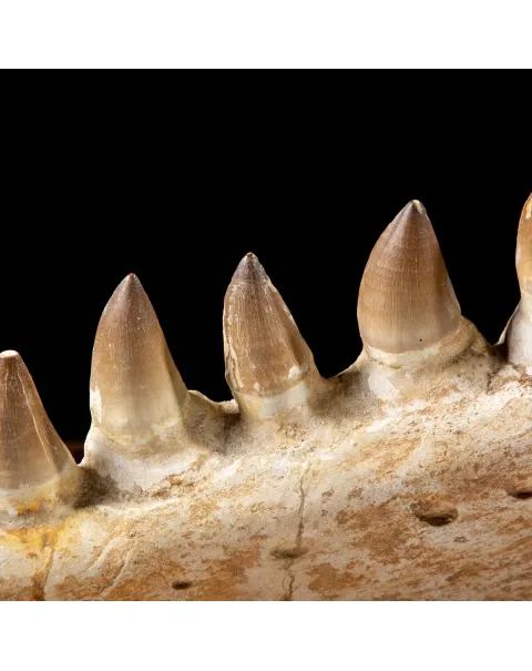 Mascella Mosasaurus