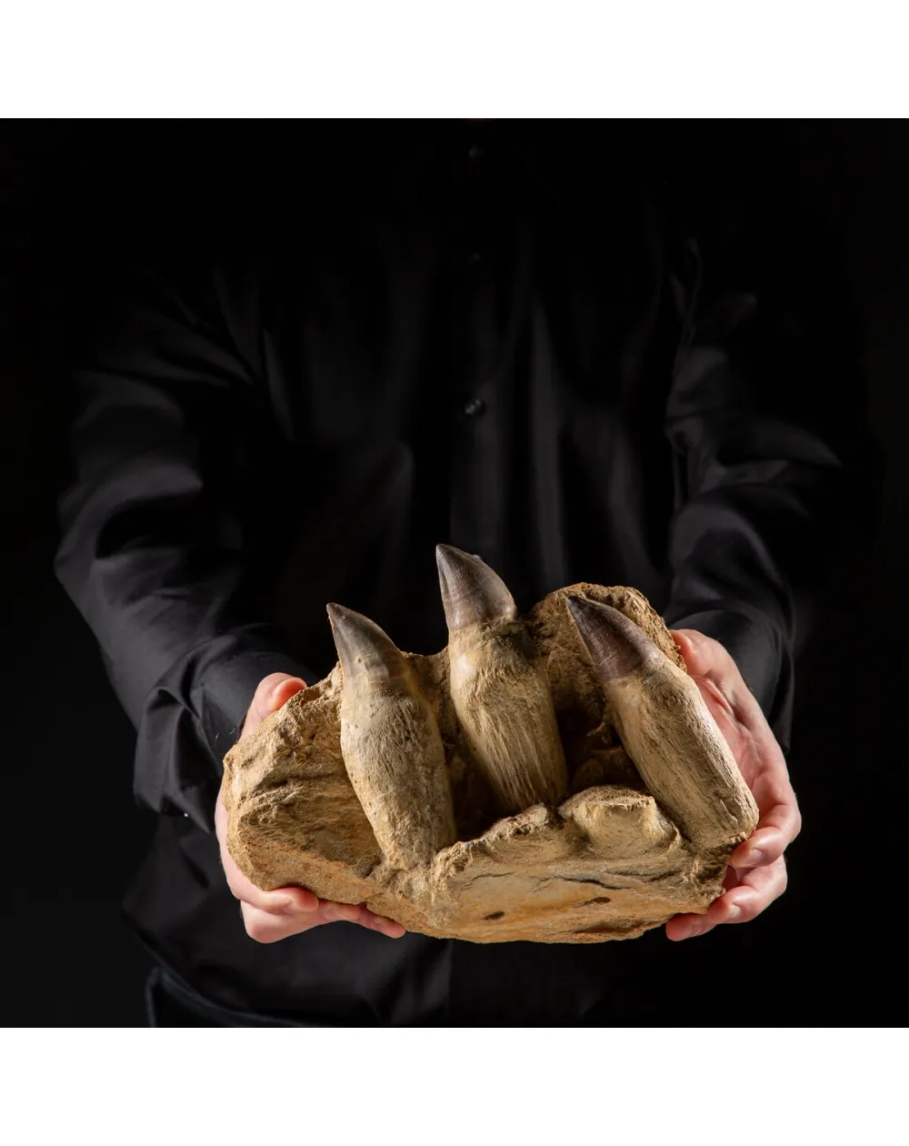 Denti Mosasaurus