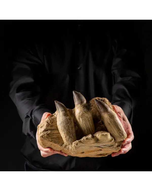 Denti Mosasaurus