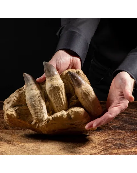 Denti Mosasaurus