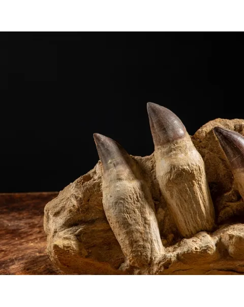 Denti Mosasaurus
