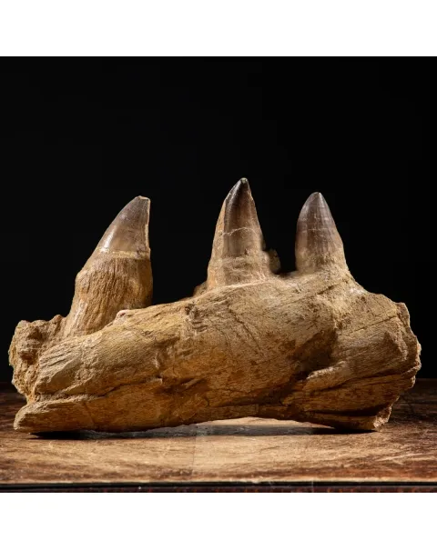Denti Mosasaurus