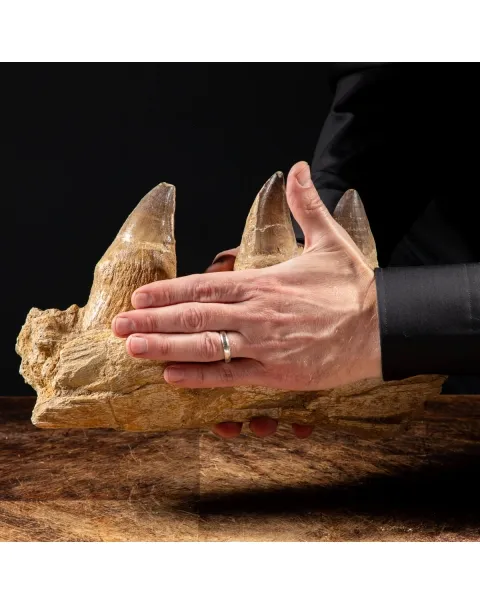 Denti Mosasaurus