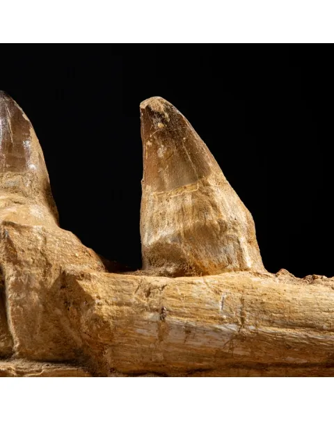 Denti Mosasaurus