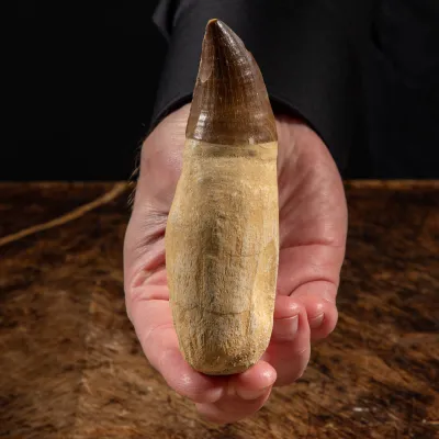 Dente Mosasaurus