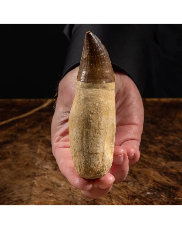 Dente Mosasaurus