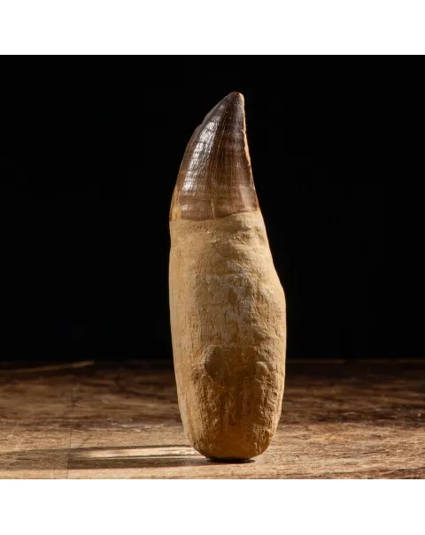 Dente Mosasaurus