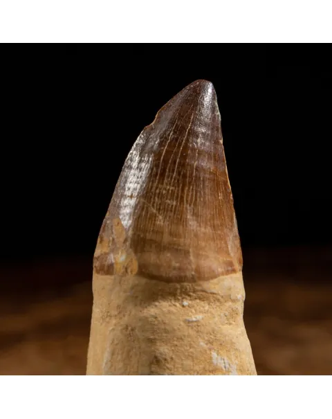 Dente Mosasaurus