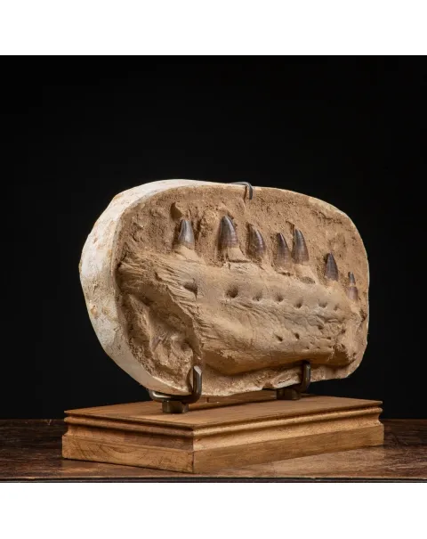 Mascella Mosasaurus su piedistallo