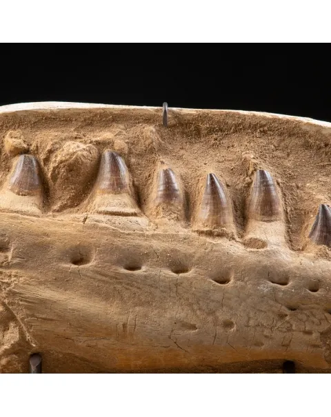 Mascella Mosasaurus su piedistallo