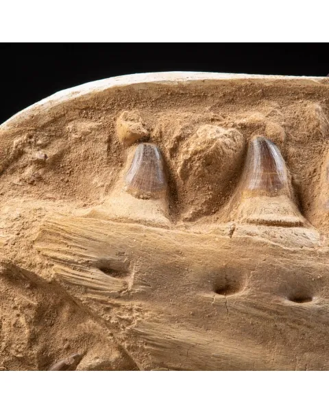 Mascella Mosasaurus su piedistallo