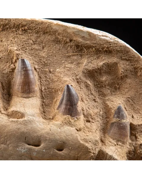 Mascella Mosasaurus su piedistallo