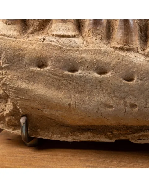 Mascella Mosasaurus su piedistallo