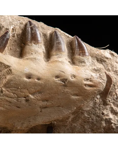 Mascella Mosasaurus su piedistallo