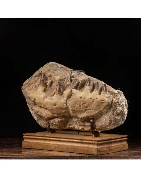 Mascella Mosasaurus su piedistallo