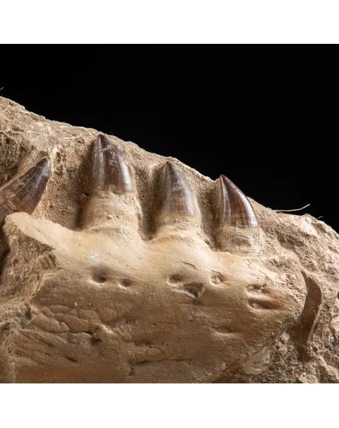 Mascella Mosasaurus su piedistallo