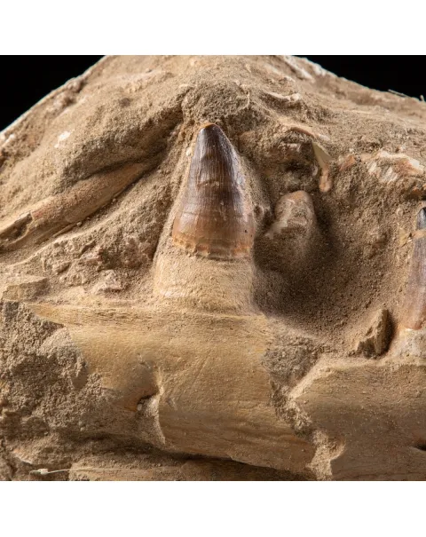 Mascella Mosasaurus su piedistallo
