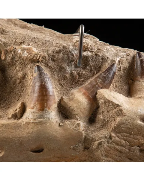 Mascella Mosasaurus su piedistallo