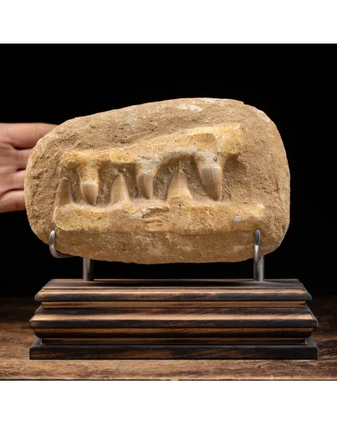 Mascella Mosasaurus su piedistallo