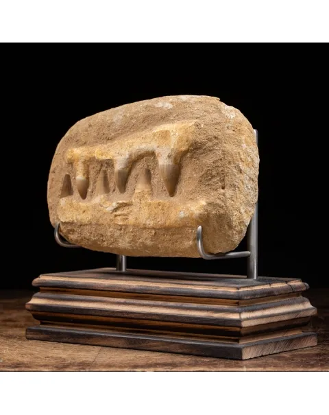 Mascella Mosasaurus su piedistallo