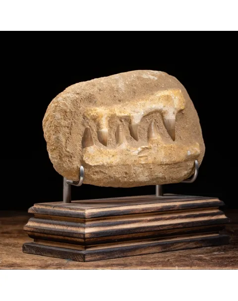 Mascella Mosasaurus su piedistallo
