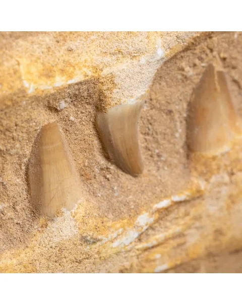 Mascella Mosasaurus su piedistallo