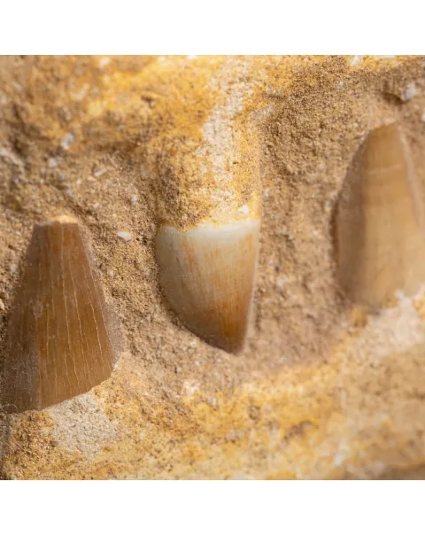 Mascella Mosasaurus su piedistallo