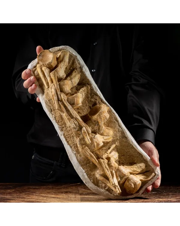 Vertebre Mosasaurus